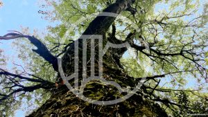 Colloque Nos sœurs les plantes. Repenser les parentèles @ Amphithéâtre Buffon, Université de Paris