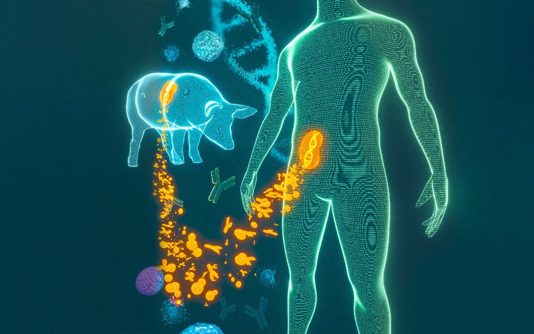 Xénotransplantation : pour la 1re fois, la réponse immunitaire après la greffe de reins de porcs génétiquement modifiés chez l’Homme est décryptée