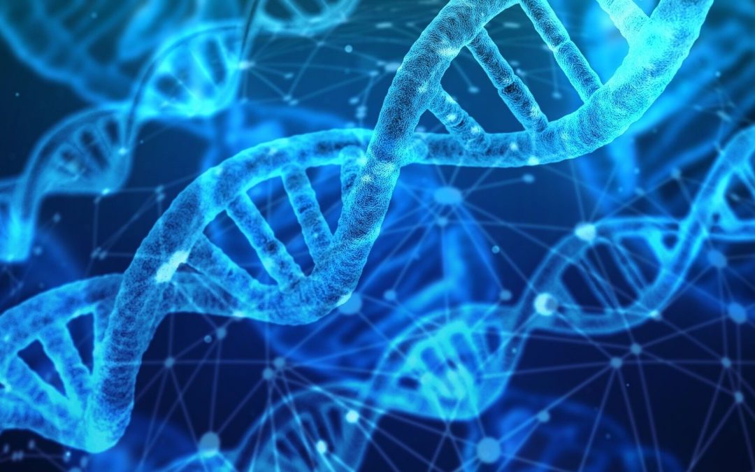 Une nouvelle maladie génétique liée au chromosome X explique les troubles de l’immunité face aux mycobactéries