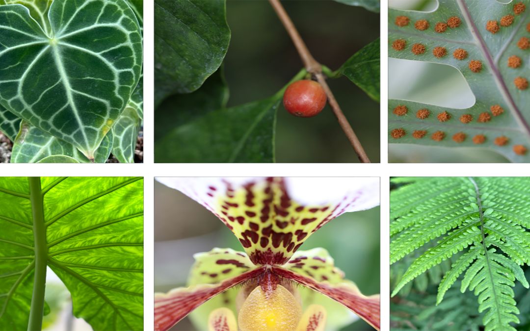 Les serres de l&rsquo;UFR de Pharmacie s&rsquo;exposent !