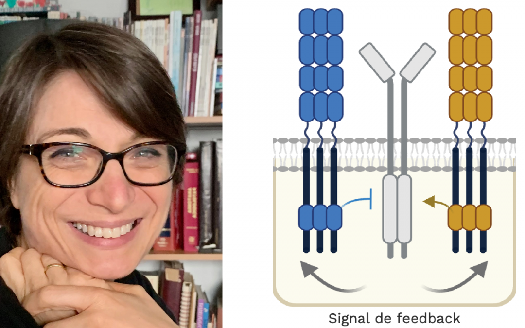 Recherche en immunologie : le projet JUMPSTART de Giuseppina Caligiuri lauréat du programme Cross Cutting Edges de l&rsquo;Université Paris Cité
