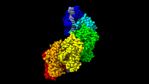 [Colloque] Rad51 filament formation – Molecular mechanisms and impact on genomic stability @ à l’auditorium de l’ASNR