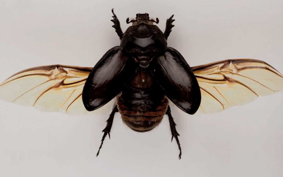 Taxonomie des ressources entomologiques & sauvegarde des organismes répertoriés