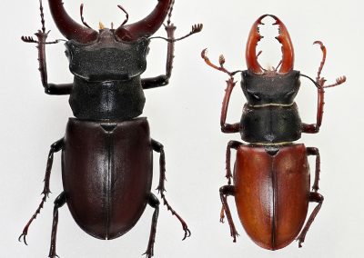 Lucanus_cervus