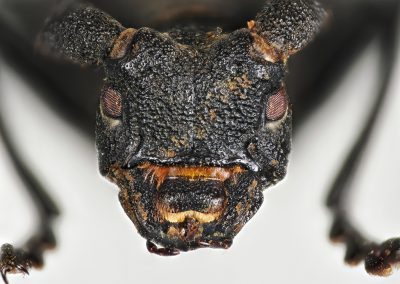 Morimus_asper_face