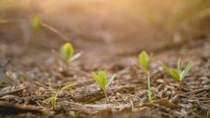 [COLLOQUE] Résistance(s) face à la crise écologique @ Institut de Psychologie