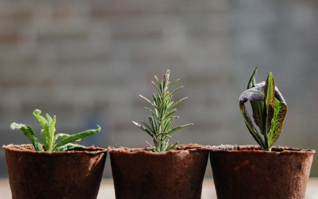 La vie sensible des plantes