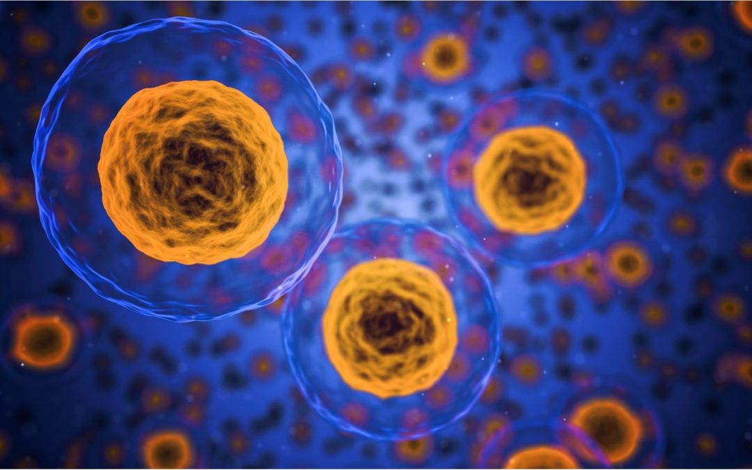 Nouvel espoir pour la médecine régénérative