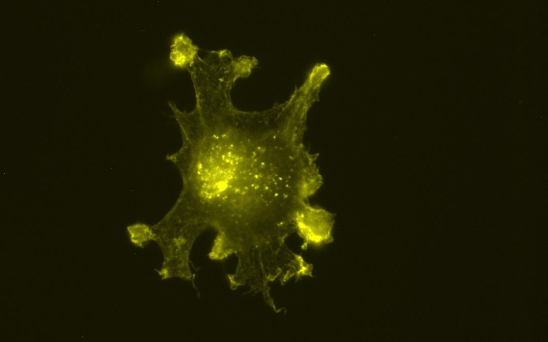 Une famille de protéines révèle de nouveaux secrets dans la lutte contre le cancer