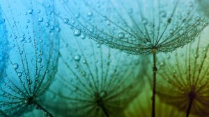 [Journées scientifiques de l'environnement 2022] Crises environnementales, vers quelles solutions ?