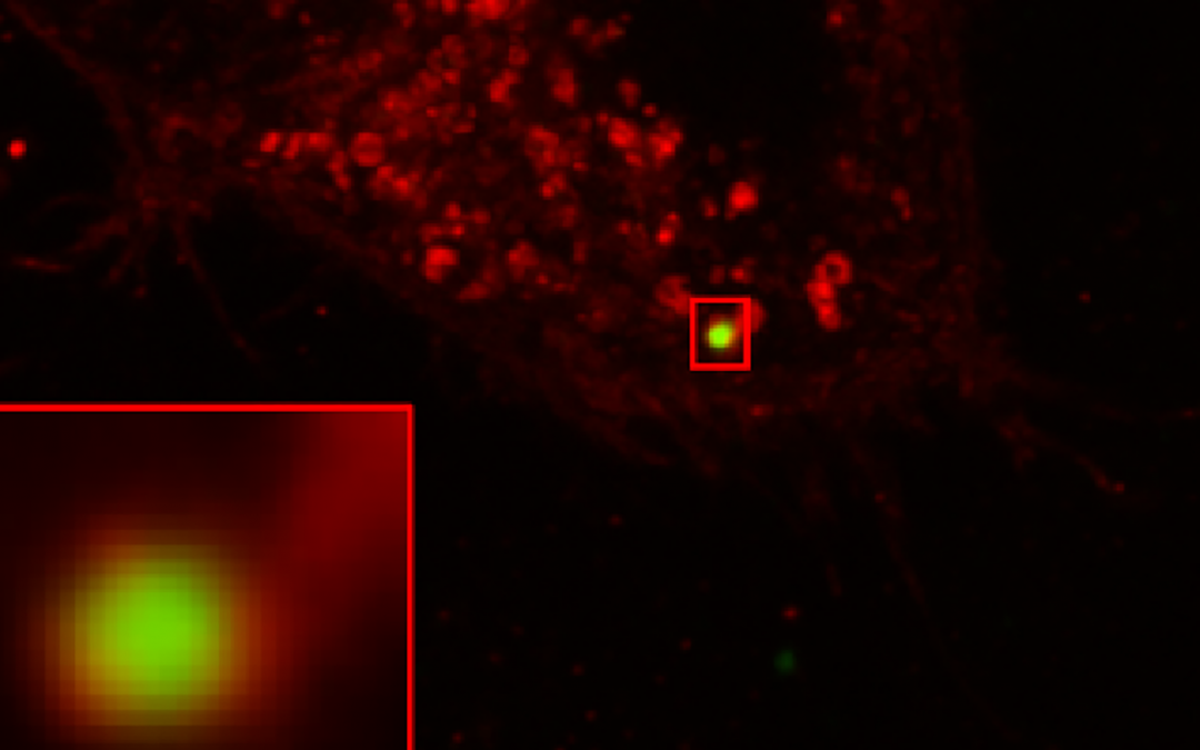 Les vésicules extracellulaires : nouvelle piste de thérapie ciblée