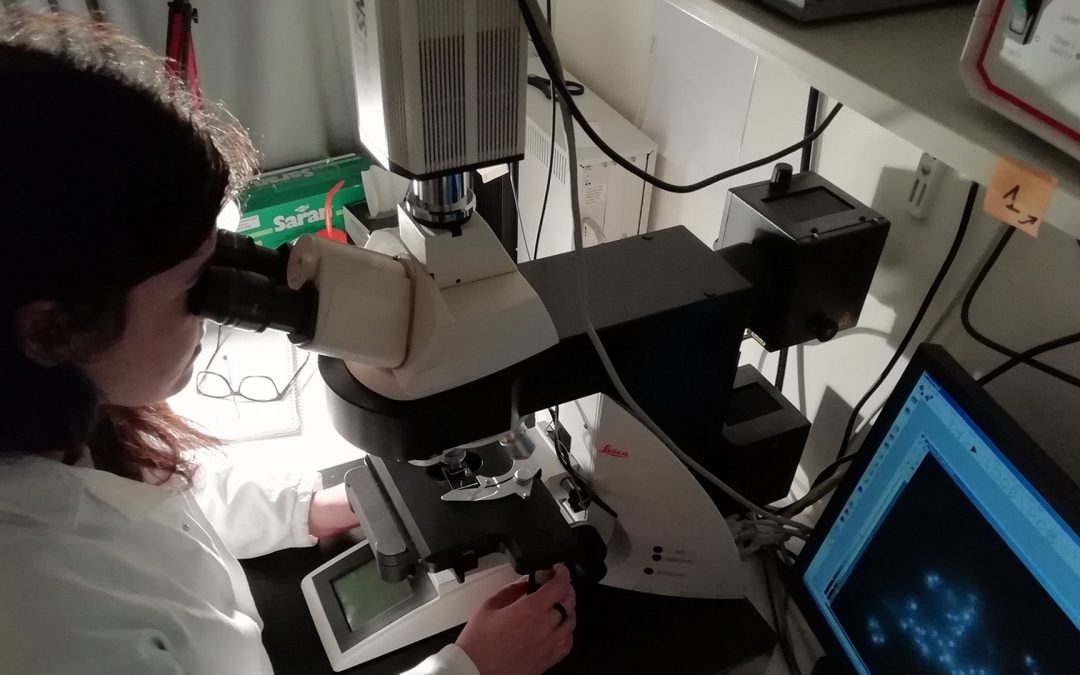 Des protéines cellulaires fabriquées à la surface du noyau