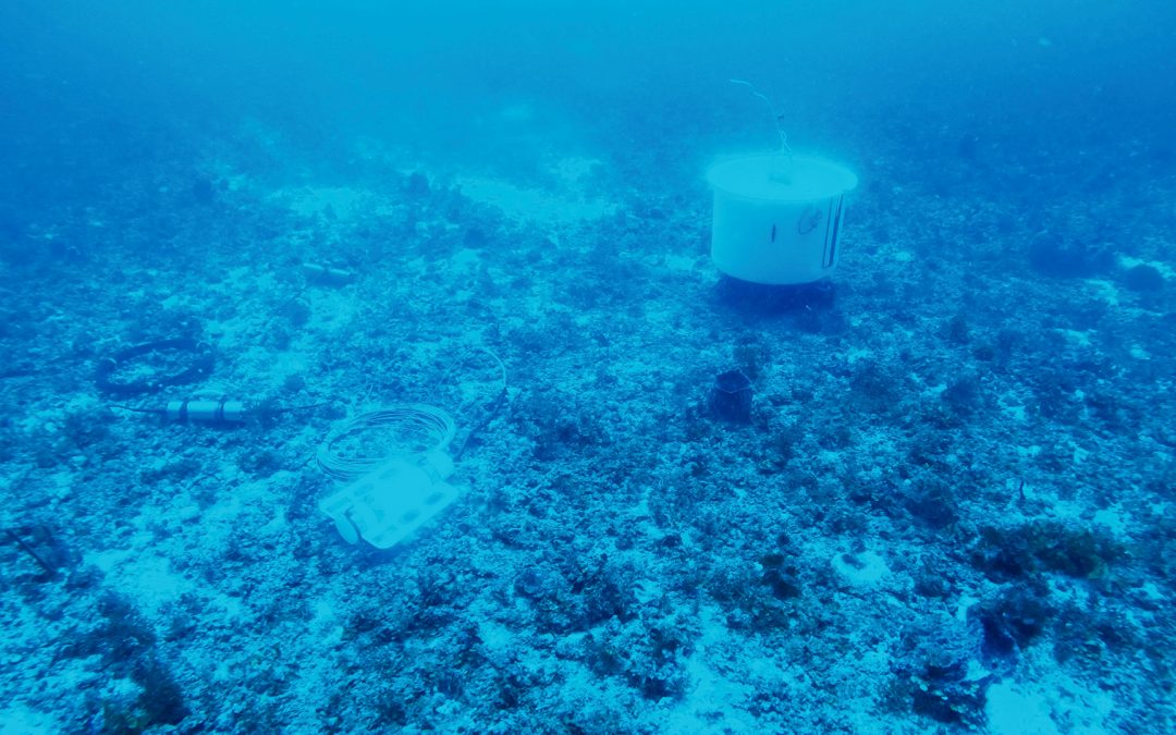 Installation réussie d’un premier observatoire sous-marin connecté en Guadeloupe