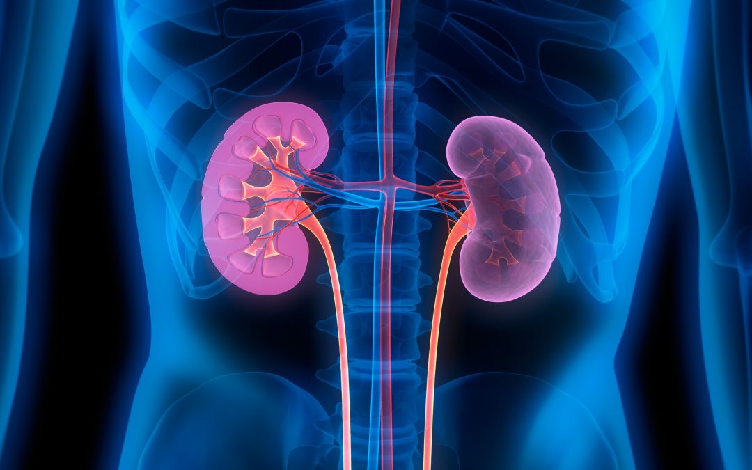 Immunothérapie et cancer : la production d’anticorps au sein des tumeurs rénales permet de prédire la réponse au traitement