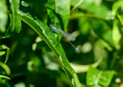 Demoiselle - jardins Abbé Pierre