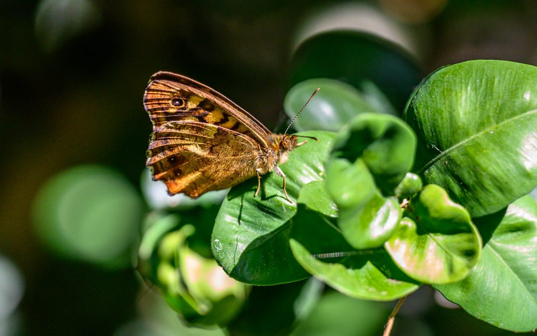 Affreux, sales et méchants ? Changer de regard sur les insectes