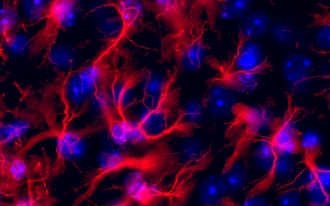 Métabolisme du glucose et sensibilité à l’insuline : un nouveau rôle des astrocytes