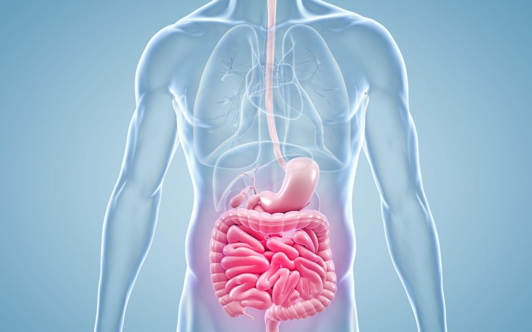 Le rôle clé de la communication intestin-cerveau dans le circuit de la récompense